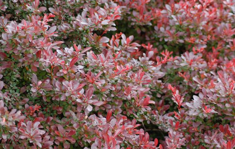 Photo 1 of CON with Varied Times.