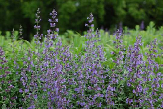 End of the World preview image.