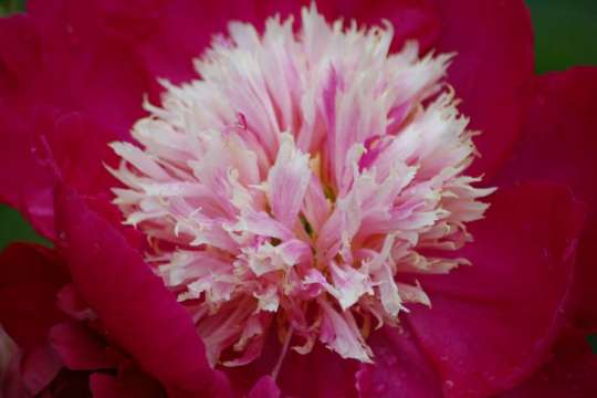 Lush Life preview image.