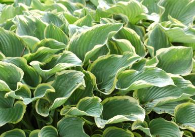 Hostia Foliage