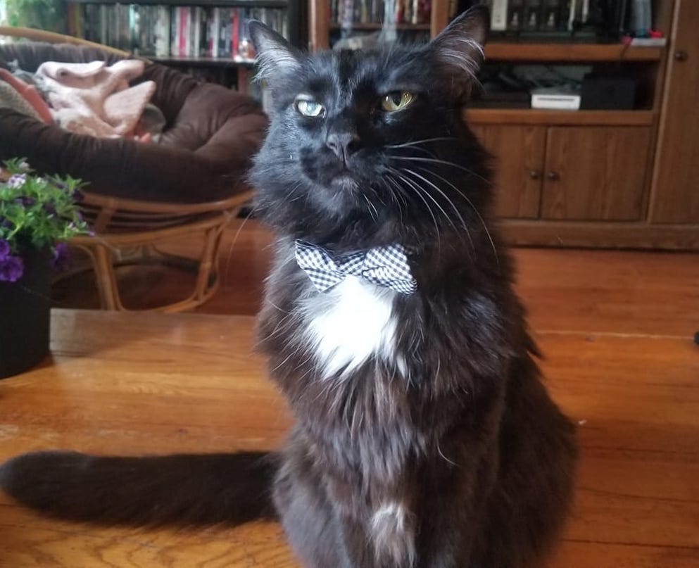 An awesome picture of my cat guy, Malcolm. He is a black cat with a white star on his chest.